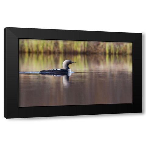 Pacific Loon-Arctic Reflections Black Modern Wood Framed Art Print by Archer, Ken