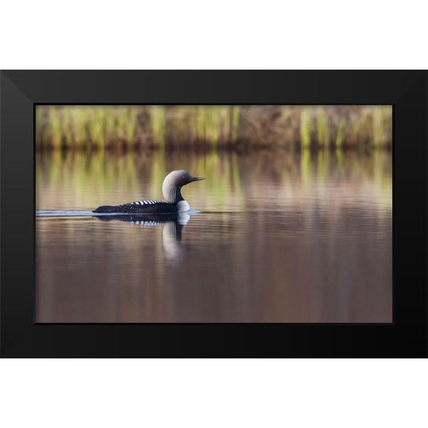 Pacific Loon-Arctic Reflections Black Modern Wood Framed Art Print by Archer, Ken