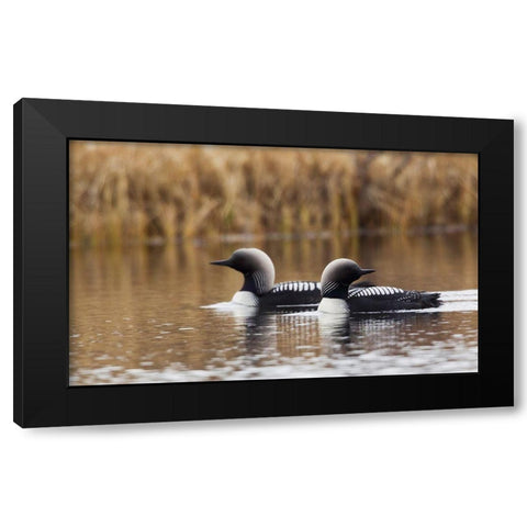 Pacific Loon Pair Black Modern Wood Framed Art Print by Archer, Ken