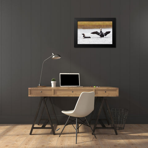 Pacific Loon Pair Black Modern Wood Framed Art Print by Archer, Ken
