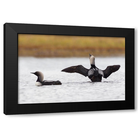 Pacific Loon Pair Black Modern Wood Framed Art Print by Archer, Ken