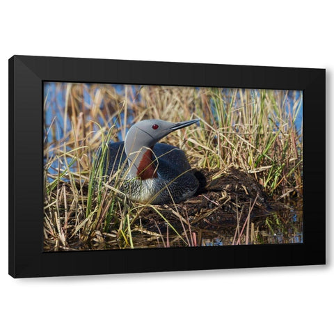 Red-throated Loon Sitting on Nest Black Modern Wood Framed Art Print by Archer, Ken