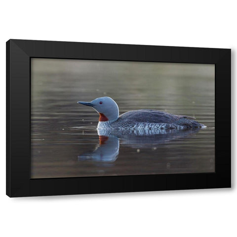 Red-throated Loon Black Modern Wood Framed Art Print with Double Matting by Archer, Ken
