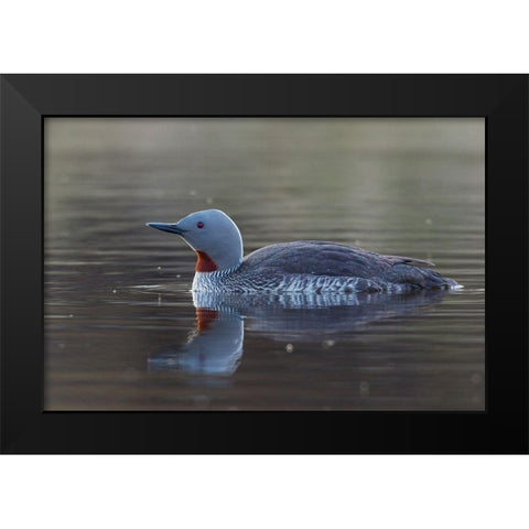 Red-throated Loon Black Modern Wood Framed Art Print by Archer, Ken