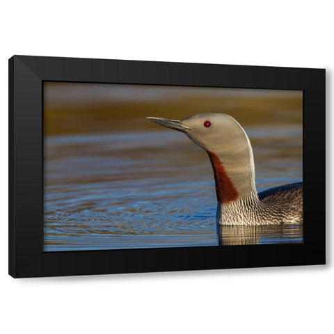 Red-throated Loon Close-up Black Modern Wood Framed Art Print by Archer, Ken