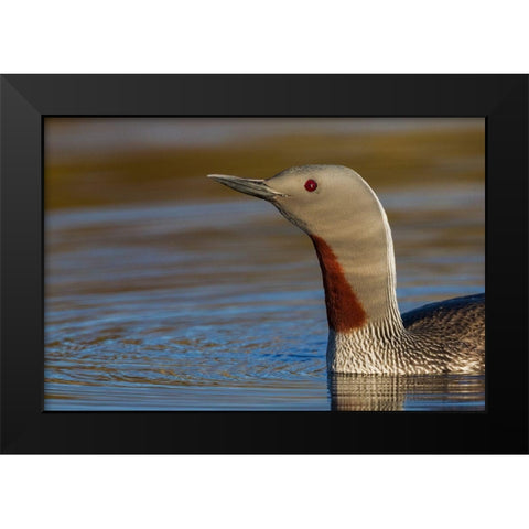 Red-throated Loon Close-up Black Modern Wood Framed Art Print by Archer, Ken