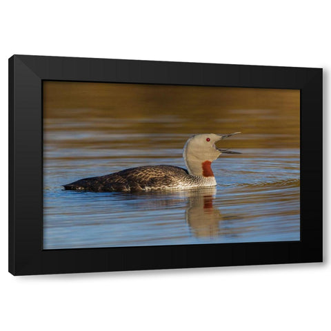 Red-throated Loon Calling Black Modern Wood Framed Art Print by Archer, Ken