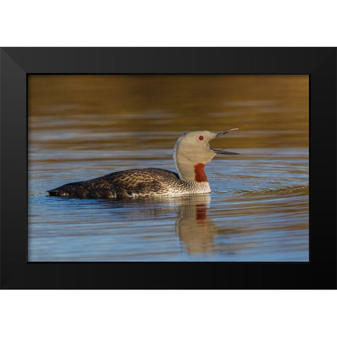 Red-throated Loon Calling Black Modern Wood Framed Art Print by Archer, Ken