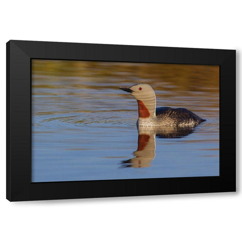 Red-throated Loon Black Modern Wood Framed Art Print with Double Matting by Archer, Ken