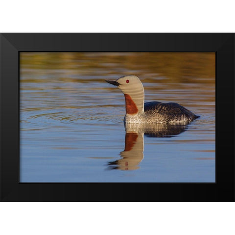 Red-throated Loon Black Modern Wood Framed Art Print by Archer, Ken