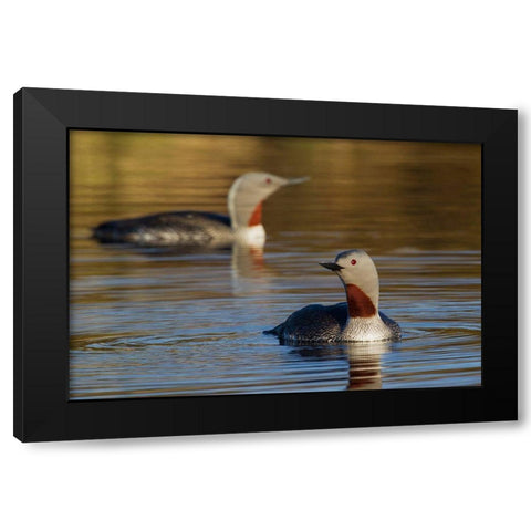 Red-throated Loon Pair Black Modern Wood Framed Art Print by Archer, Ken