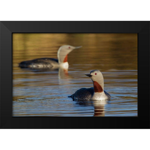 Red-throated Loon Pair Black Modern Wood Framed Art Print by Archer, Ken