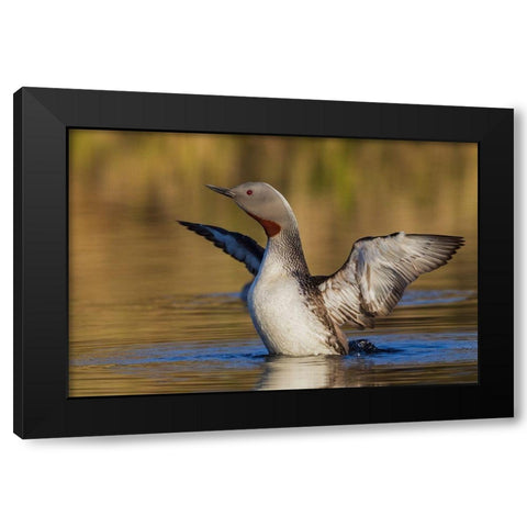 Red-throated Loon Black Modern Wood Framed Art Print by Archer, Ken