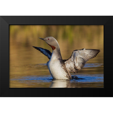 Red-throated Loon Black Modern Wood Framed Art Print by Archer, Ken
