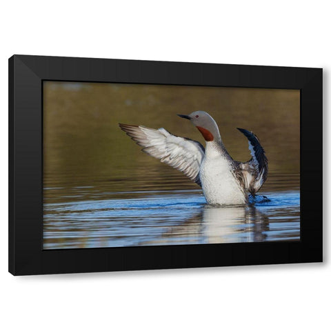 Red-throated Loon Drying Wings Black Modern Wood Framed Art Print with Double Matting by Archer, Ken