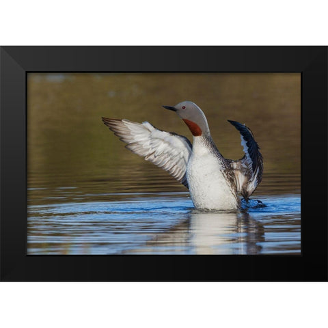 Red-throated Loon Drying Wings Black Modern Wood Framed Art Print by Archer, Ken