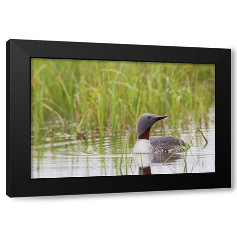 Red-throated Loon-Arctic Wetland Black Modern Wood Framed Art Print by Archer, Ken