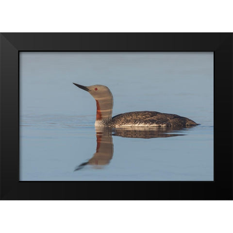 Red-throated Loon-misty morning Black Modern Wood Framed Art Print by Archer, Ken