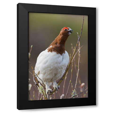 Willow Ptarmigan-Voice of the Arctic Tundra Black Modern Wood Framed Art Print with Double Matting by Archer, Ken