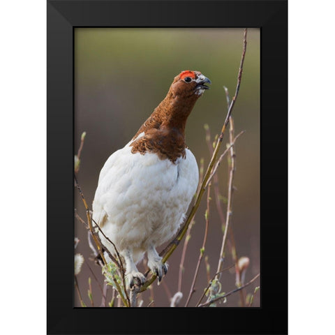 Willow Ptarmigan-Voice of the Arctic Tundra Black Modern Wood Framed Art Print by Archer, Ken