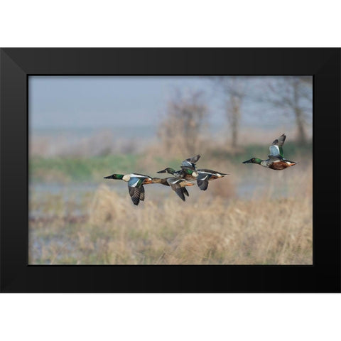 Northern Shoveler-Courtship flight Black Modern Wood Framed Art Print by Archer, Ken
