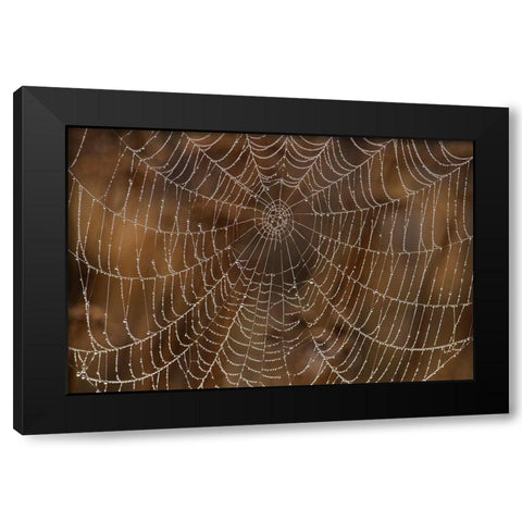 Morning Dew on Orb Spider Web Black Modern Wood Framed Art Print by Archer, Ken