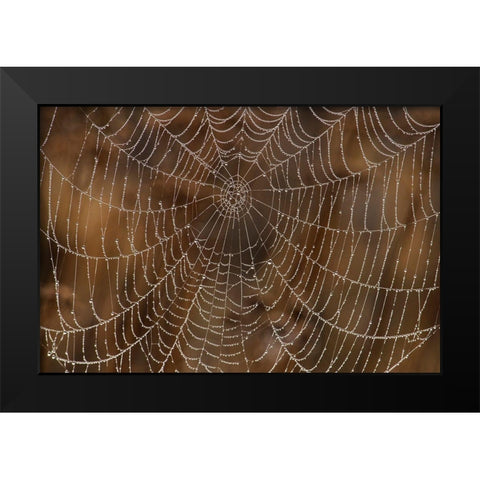 Morning Dew on Orb Spider Web Black Modern Wood Framed Art Print by Archer, Ken