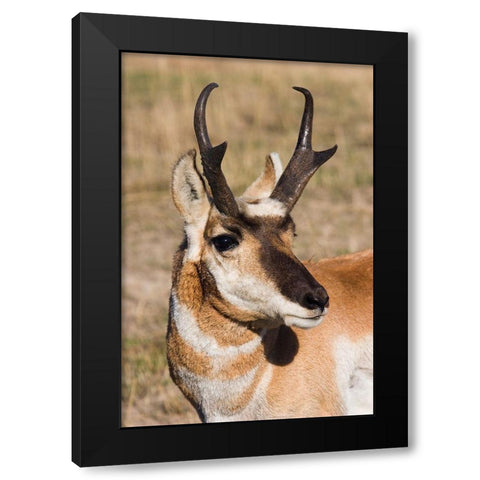 Pronghorn Antelope Buck Black Modern Wood Framed Art Print with Double Matting by Archer, Ken