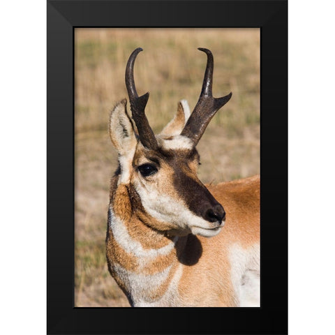 Pronghorn Antelope Buck Black Modern Wood Framed Art Print by Archer, Ken