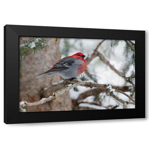 Pine Grosbeak-winter survivor Black Modern Wood Framed Art Print with Double Matting by Archer, Ken