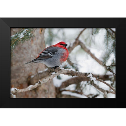 Pine Grosbeak-winter survivor Black Modern Wood Framed Art Print by Archer, Ken