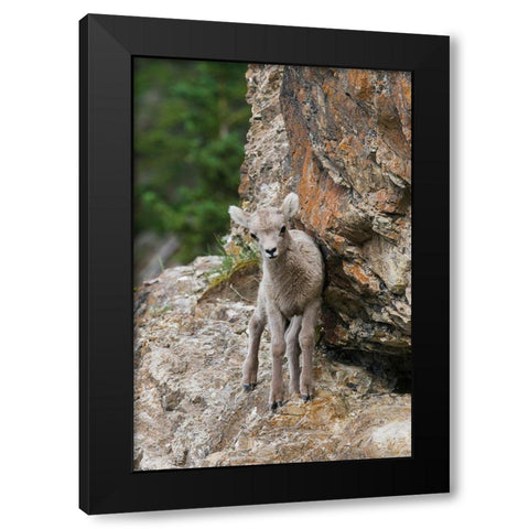 Bighorn Sheep Lamb Black Modern Wood Framed Art Print with Double Matting by Archer, Ken