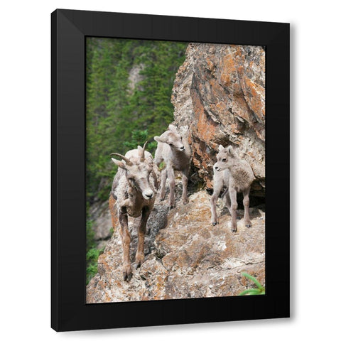 Bighorn Sheep Ewe with young twins Black Modern Wood Framed Art Print by Archer, Ken