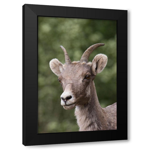 Rocky Mountain Bighorn Sheep-shedding winter fur Black Modern Wood Framed Art Print by Archer, Ken