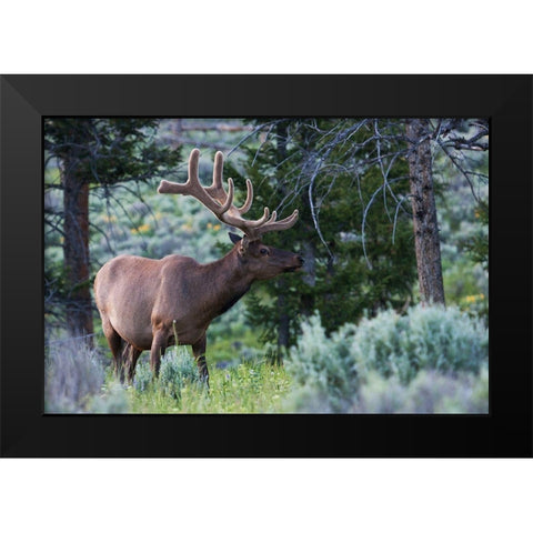 Rocky Mountain Bull Elk-Spring Velvet Antlers Black Modern Wood Framed Art Print by Archer, Ken