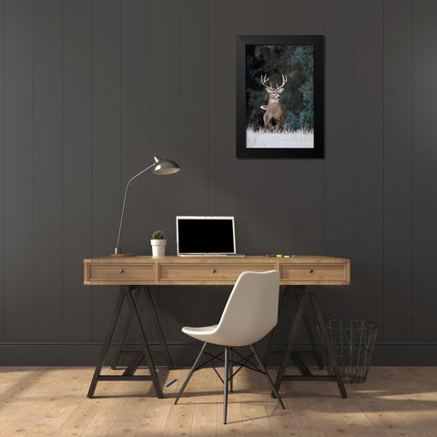 White-tailed Deer Buck Black Modern Wood Framed Art Print by Archer, Ken