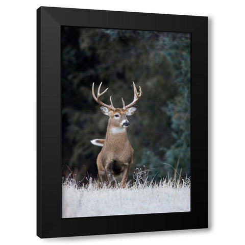 White-tailed Deer Buck Black Modern Wood Framed Art Print with Double Matting by Archer, Ken