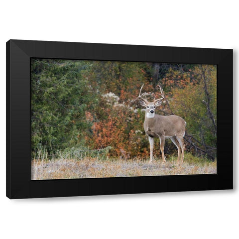 White-tailed Deer Buck Black Modern Wood Framed Art Print with Double Matting by Archer, Ken