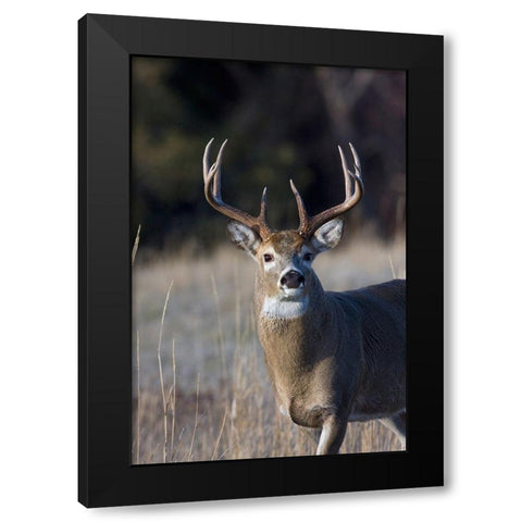 White-tailed Deer Buck Black Modern Wood Framed Art Print with Double Matting by Archer, Ken