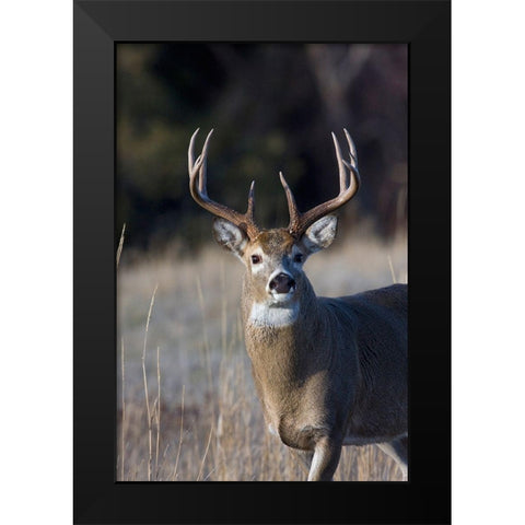 White-tailed Deer Buck Black Modern Wood Framed Art Print by Archer, Ken