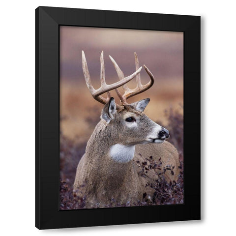 White-tailed Deer Buck Black Modern Wood Framed Art Print by Archer, Ken