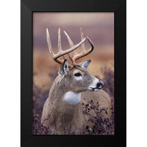 White-tailed Deer Buck Black Modern Wood Framed Art Print by Archer, Ken
