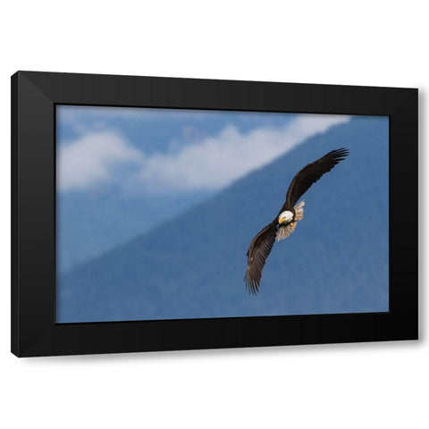 Bald Eagle Black Modern Wood Framed Art Print by Archer, Ken