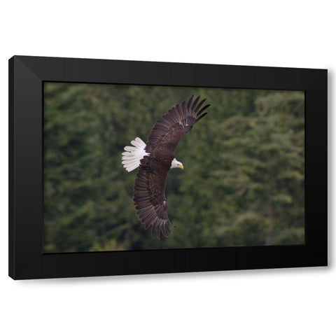 Bald Eagle Black Modern Wood Framed Art Print by Archer, Ken