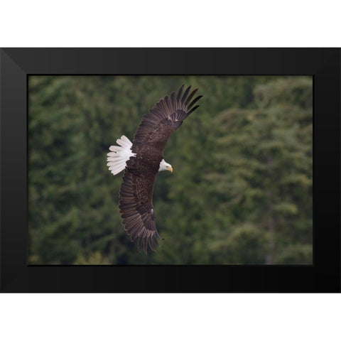 Bald Eagle Black Modern Wood Framed Art Print by Archer, Ken