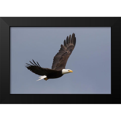 Bald Eagle flying Black Modern Wood Framed Art Print by Archer, Ken