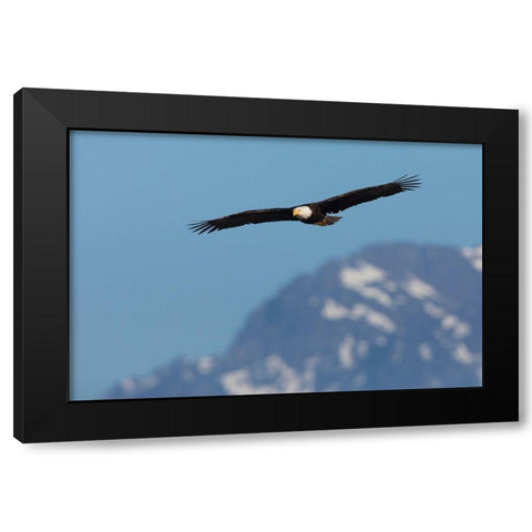 Bald eagle Black Modern Wood Framed Art Print by Archer, Ken