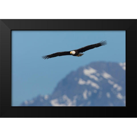 Bald eagle Black Modern Wood Framed Art Print by Archer, Ken