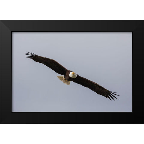 Bald Eagle Black Modern Wood Framed Art Print by Archer, Ken