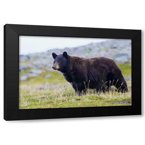 Black Bear-Big Boar Black Modern Wood Framed Art Print with Double Matting by Archer, Ken